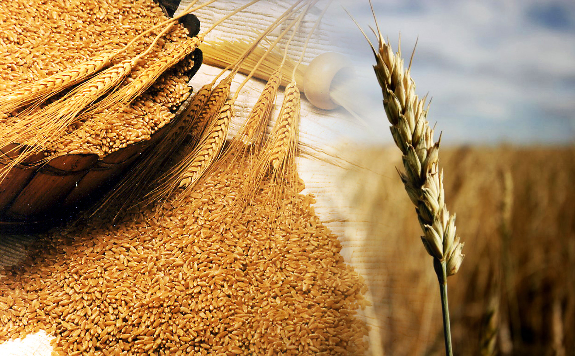 Производство злаковых. Пшеница. Зерновое хозяйство. Зерновые культуры. Сельское хозяйство пшеница.