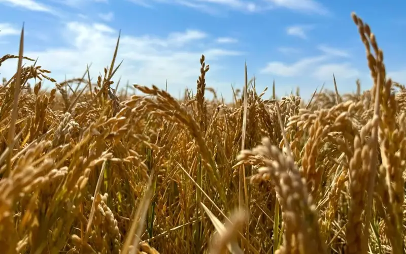 Су жетіспеуіне байланысты Сыр өңірі күріш өсіруді азайтып жатыр