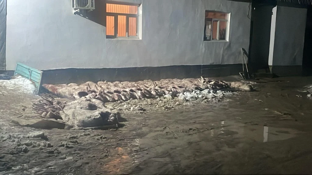 Қызылордада киік атқан облыс тұрғындары ұсталды