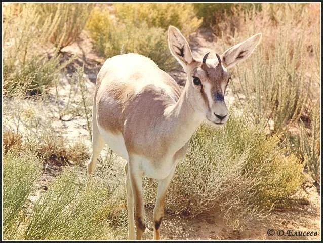 Жұмбақ мекеннің аң-құстар әлемі