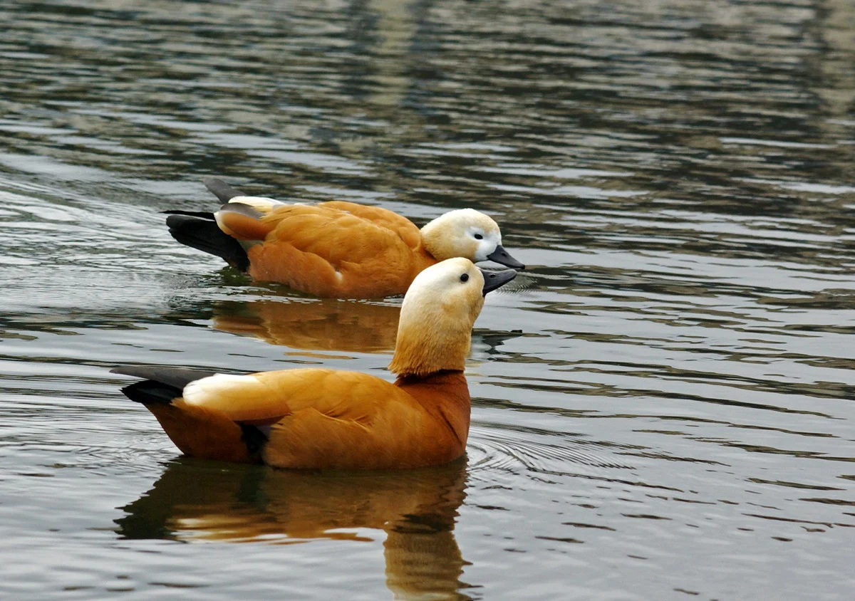 Жұмбақ мекеннің аң-құстар әлемі