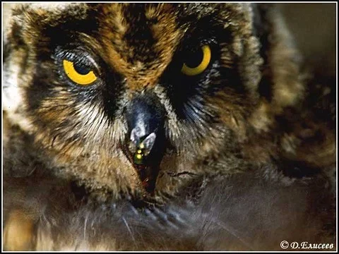 Жұмбақ мекеннің аң-құстар әлемі