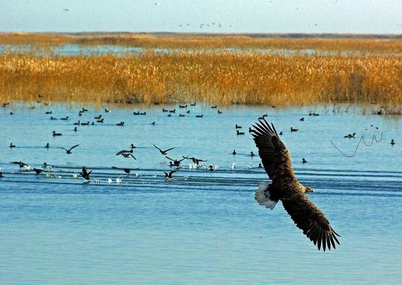 Жұмбақ мекеннің аң-құстар әлемі