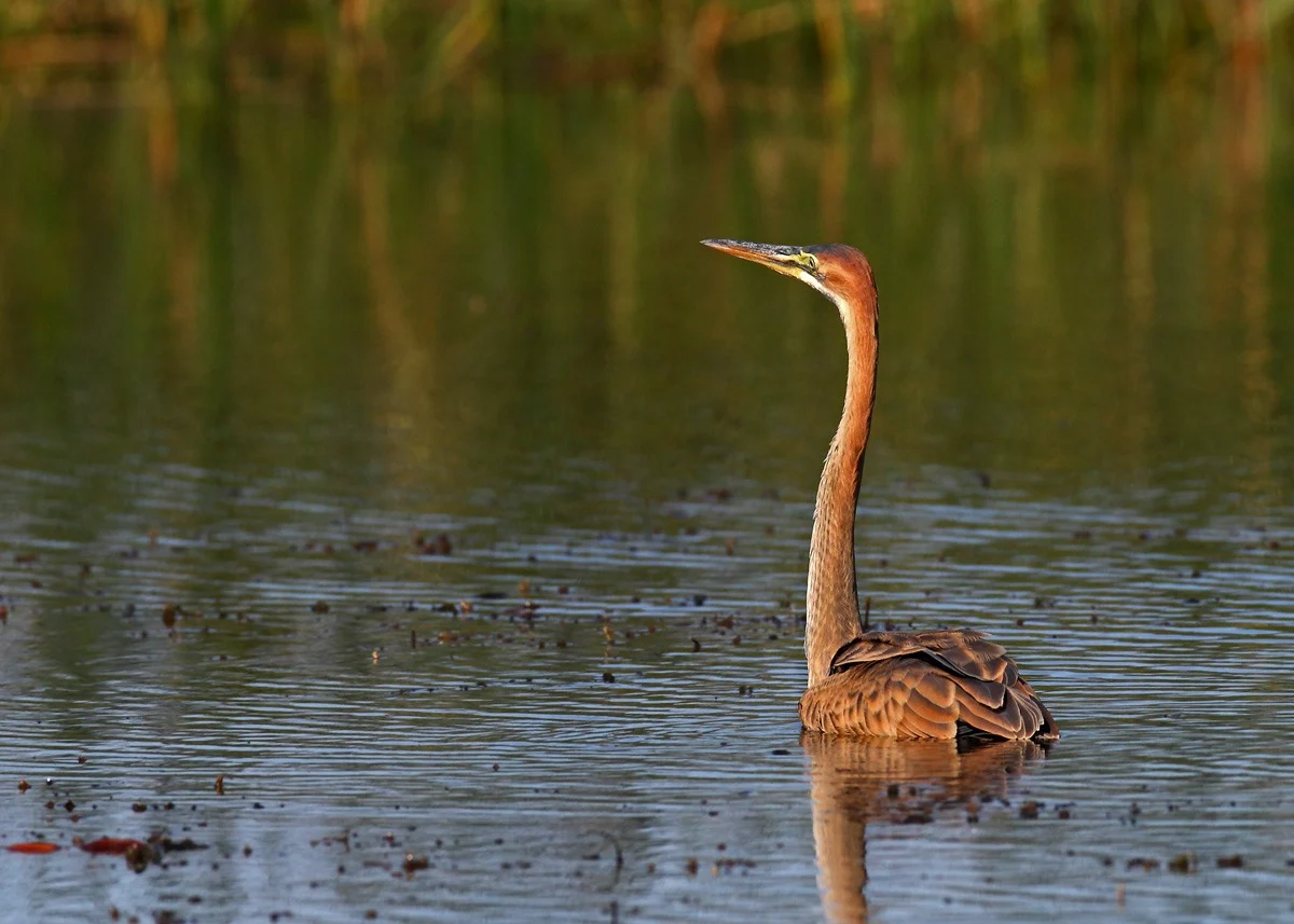 Жұмбақ мекеннің аң-құстар әлемі