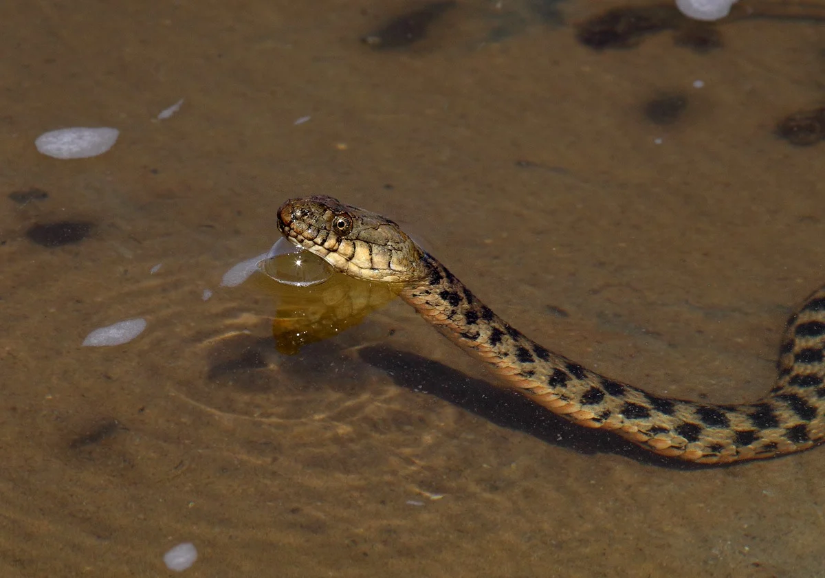 Жұмбақ мекеннің аң-құстар әлемі