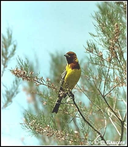 Жұмбақ мекеннің аң-құстар әлемі