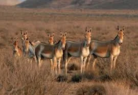 Жұмбақ мекеннің аң-құстар әлемі