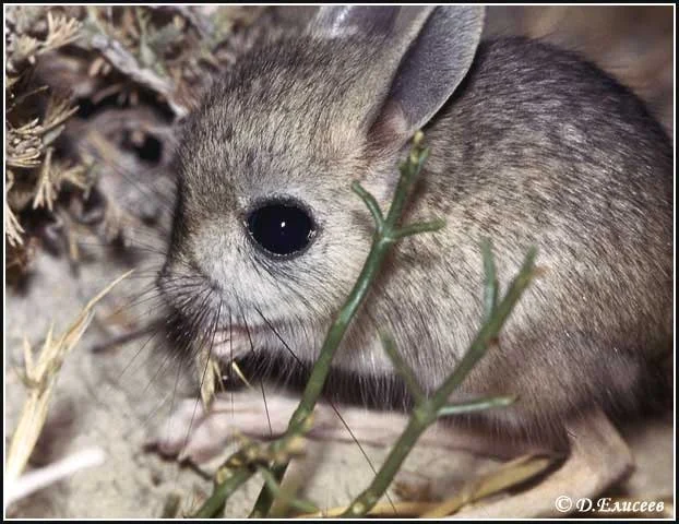 Жұмбақ мекеннің аң-құстар әлемі