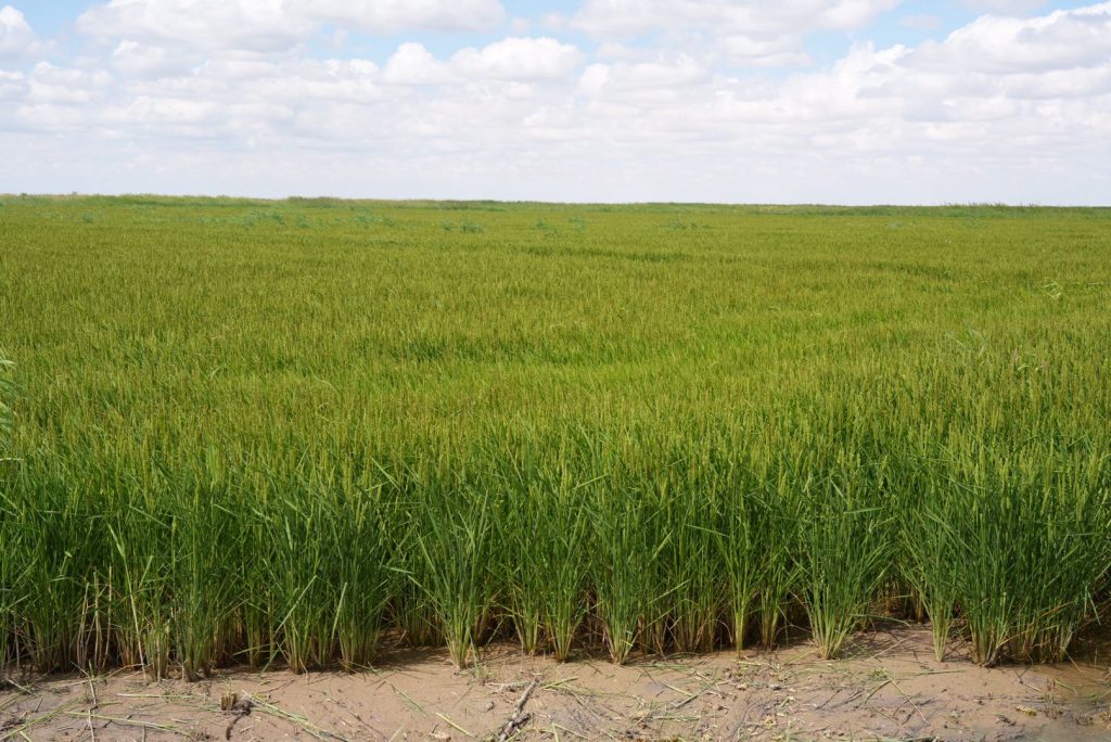 Қанат Бозымбаев Қармақшы ауданындағы «Жаңажол» жауапкершілігі шектеулі серіктестігінің жұмысымен танысты