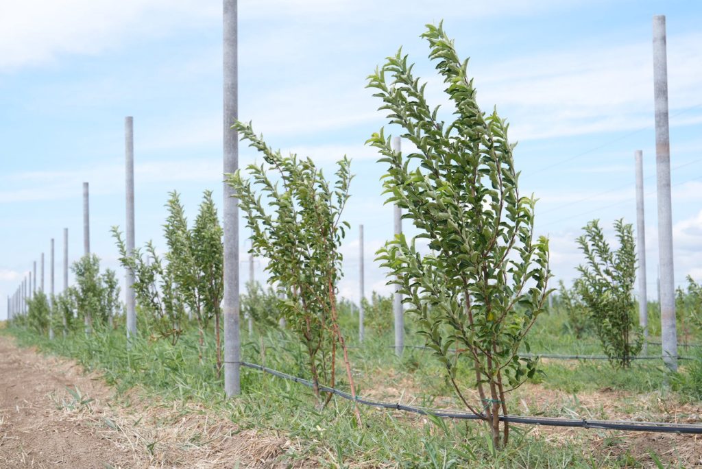 Қанат Бозымбаев Қармақшы ауданындағы «Жаңажол» жауапкершілігі шектеулі серіктестігінің жұмысымен танысты