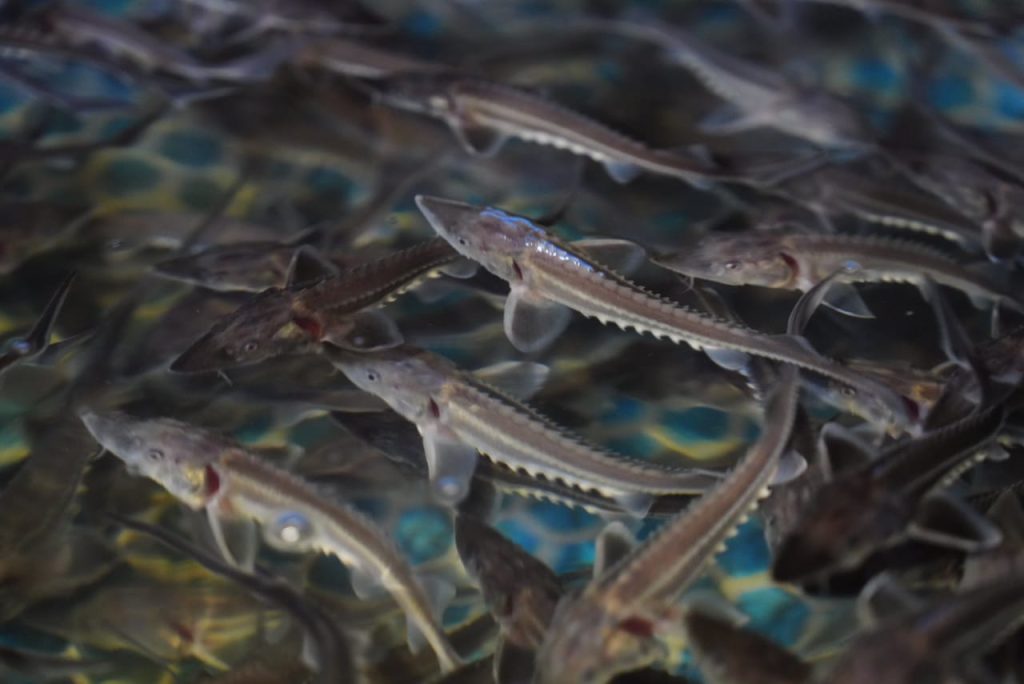 Бассейнде бекіре өседі