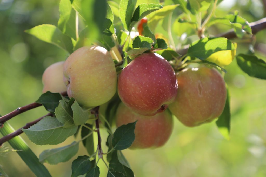 Жаңғырудың жарқын іздері