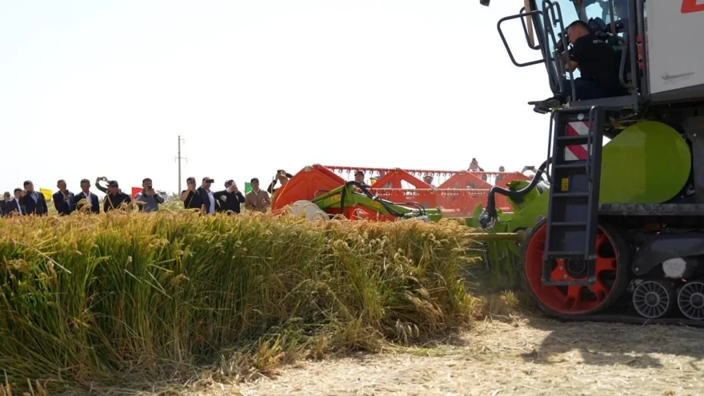 «Дала күні – 2025»: Күрішке алғашқы орақ салу рәсімі өтті