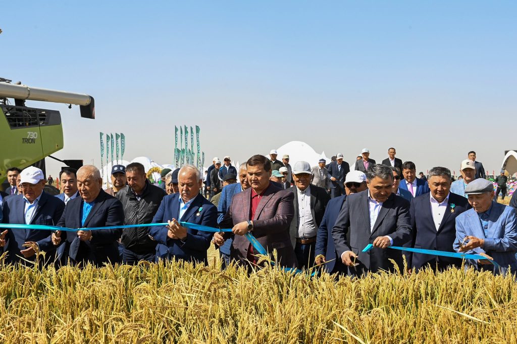 Сырдың сәні – күміс дән