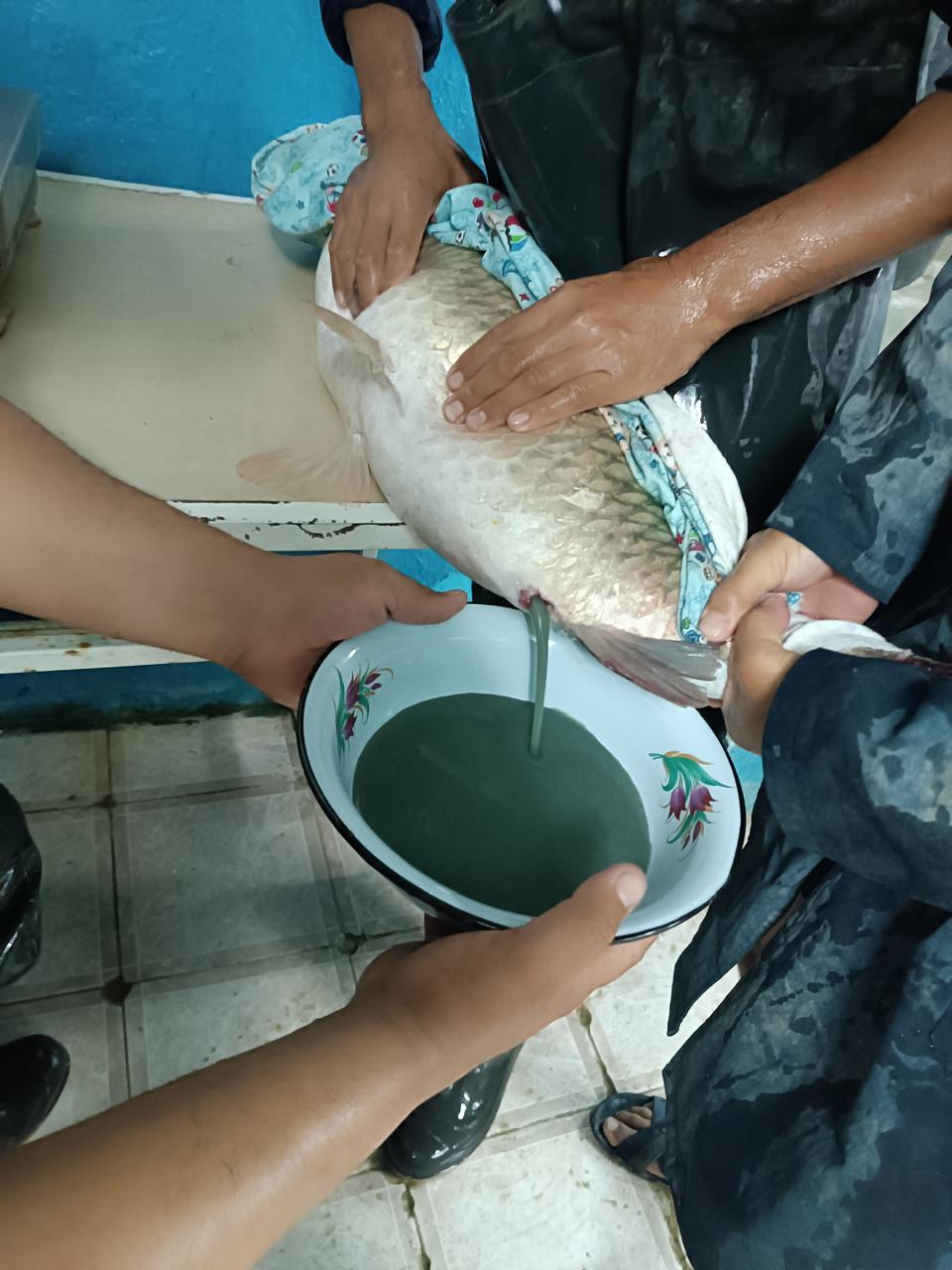 Аквашаруашылық: Балық бағу бейнет пе, әлде...