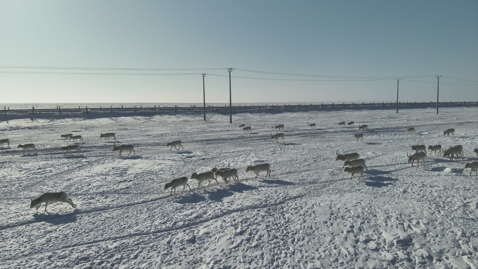 Киік көбейді: пайдасы қайсы, зияны неде?
