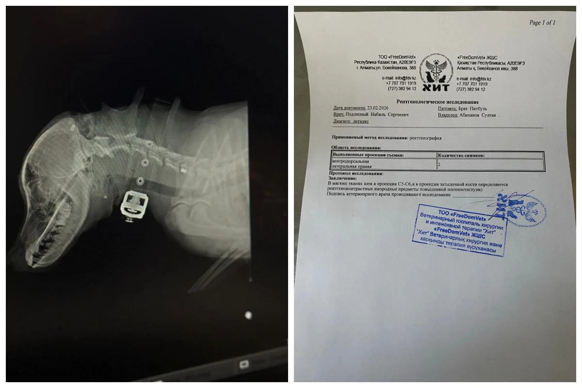 Алматы облысында ер адам әйеліне үргені үшін итті қақ маңдайынан атып кетті