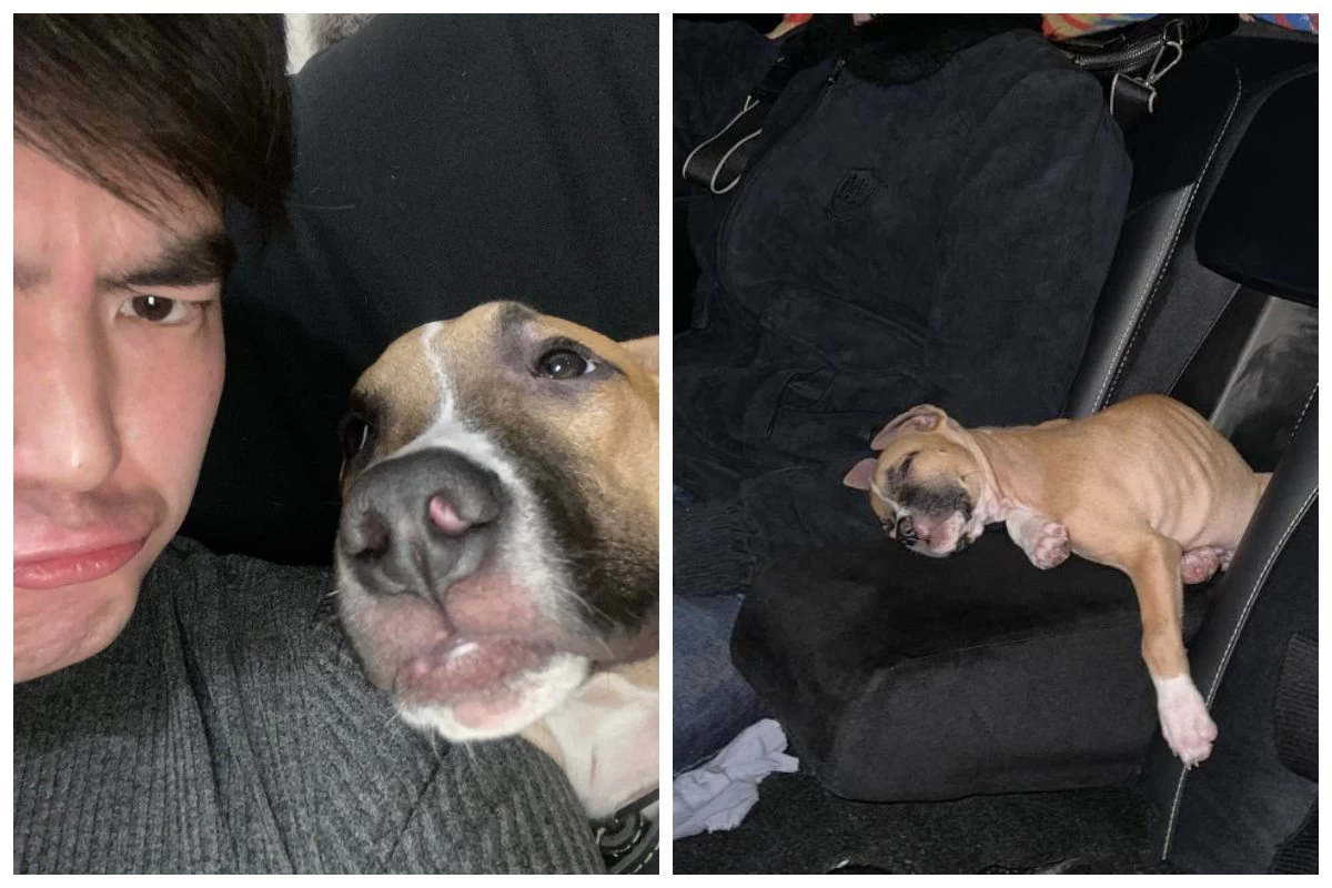 Алматы облысында ер адам әйеліне үргені үшін итті қақ маңдайынан атып кетті