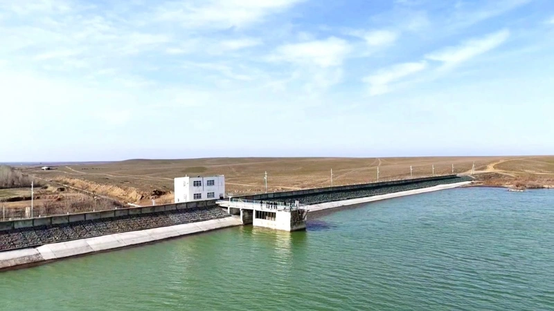 Қызылорда облысындағы су айдынына аққулар оралды