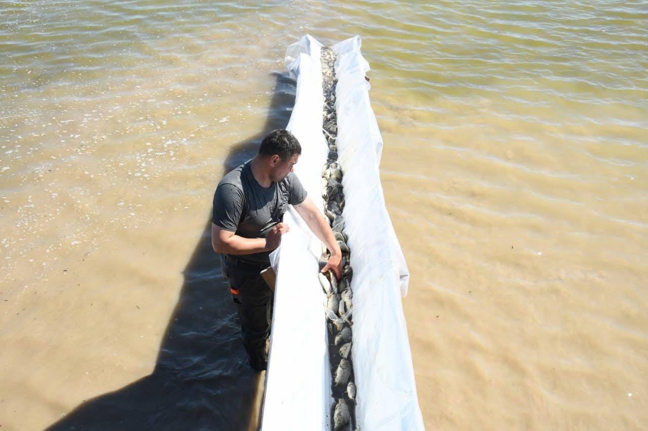 Басықараның балығы