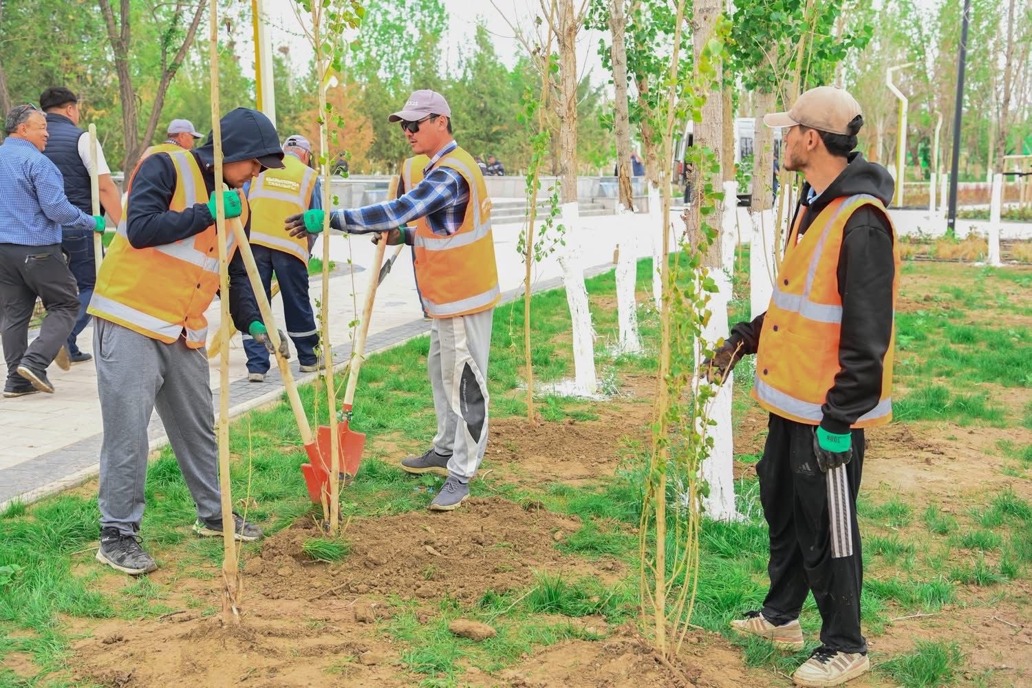 «Таза Қазақстан»: Қызылорда облысында 12 000 тал егілді