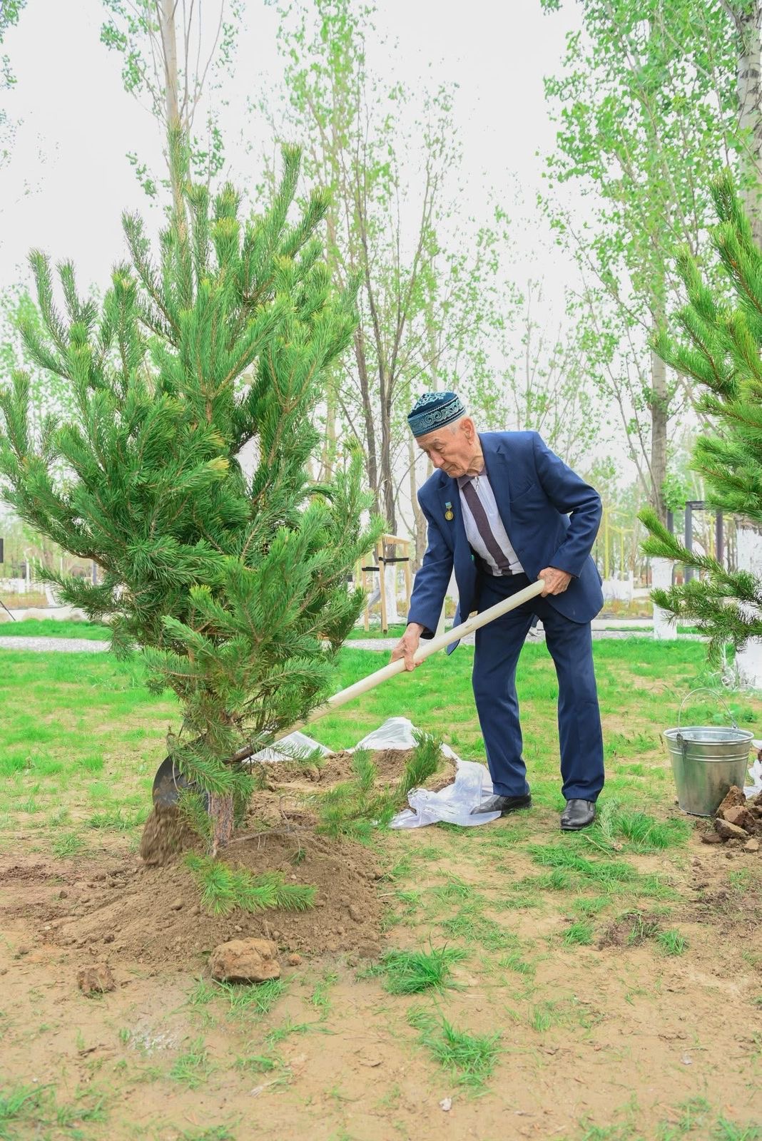 «Таза Қазақстан»: Қызылорда облысында 12 000 тал егілді
