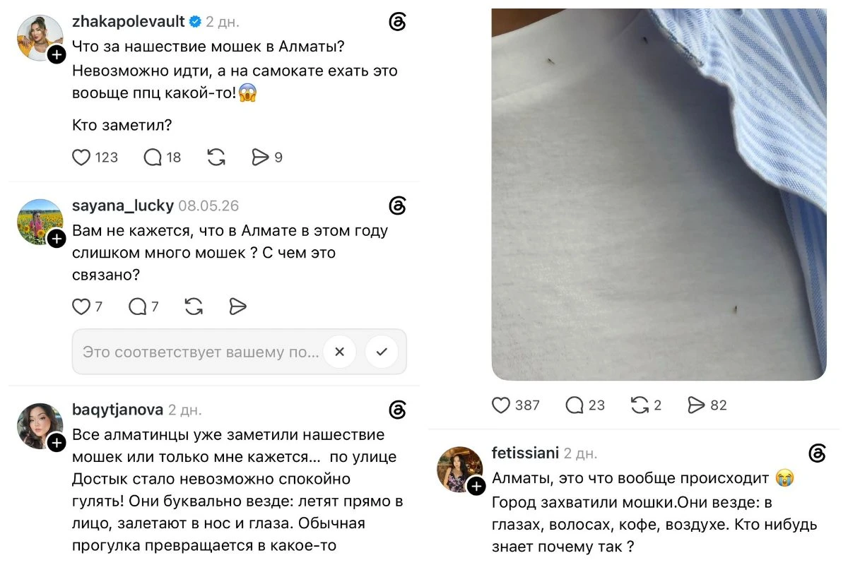 "Көзге кіреді, шашта, кофеде жүреді": Алматыда шіркейлер қаптады