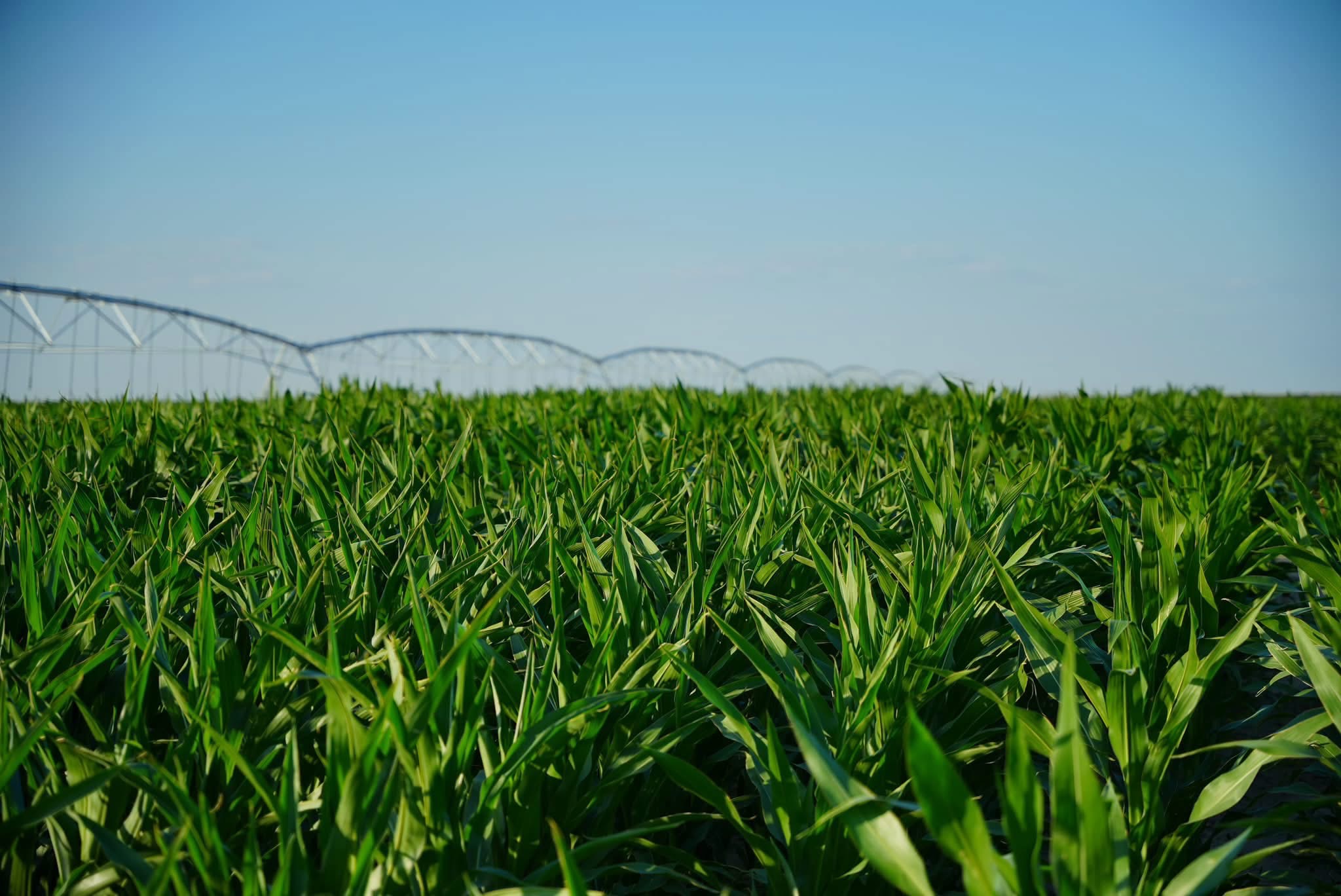 Жалағашта «Harvest Agro» компаниясының агроөнеркәсіптік кластер жобасы қарқынды жүзеге асырылуда