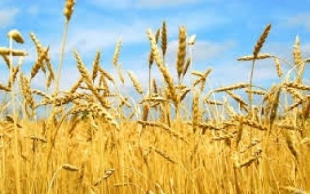 Қазақстанда бидай экспорты ұлғайды