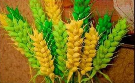 Қазақстанда жүгеріден желім әзірлейтін болады