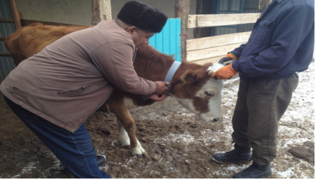 Мал қараусыз жүрмеуі тиіс