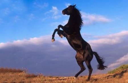 1 ЖЫЛҚЫ – 1 ДОЛЛАР