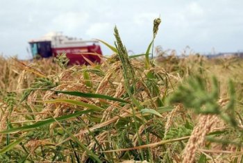 Сырбойылық диқандар 473 422 тонна астық жинады