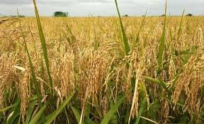 Су жетіспеушілігінен 600 мың га күріш егістігін жоғалттық