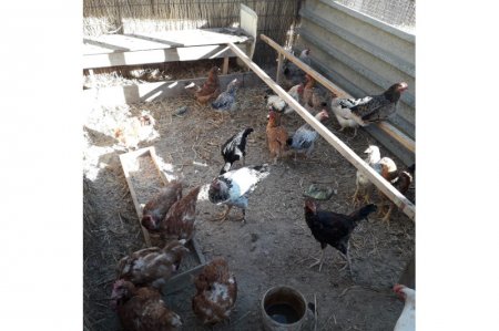 22 жастағы қызылордалық ару мал бордақылауды кәсіп етті