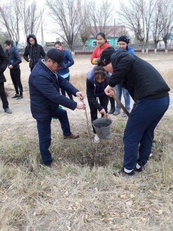 Бір күнде 1400-ден астам көшет отырғызылды