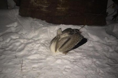 Аязда қалып қойған бірқазан құтқарылды