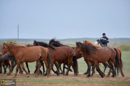 Қымызмұрындық пен бие байлау ЮНЕСКО мәдени мұраларының қатарына енді