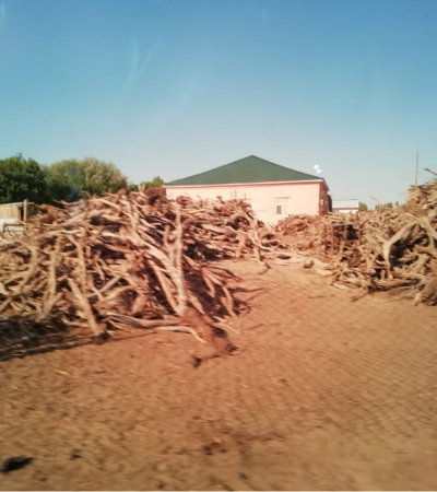 Сексеуіл бұтасын заңсыз кескен