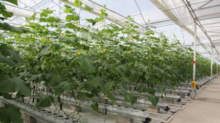 Қызылордада өндірістік жылыжай салынып жатыр