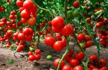 Ғалымдар көкөністердің жаңа сортын шығарды