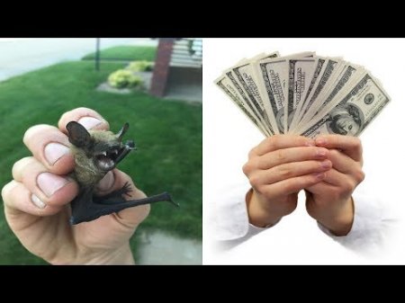 АШМ комитеті жарқанаттардың ұясы жөнінде пікір білдірді