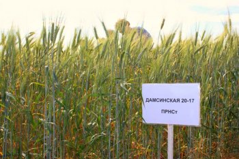 Қазақстандық ғалымдар бидайдың жаңа сортын шығарды