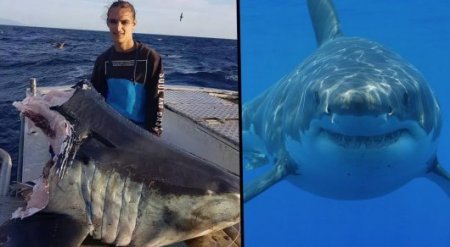 Балықшылар 100 келі тартатын акуланың тістелген басын тапты (Бейне)