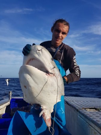 Балықшылар 100 келі тартатын акуланың тістелген басын тапты (Бейне)