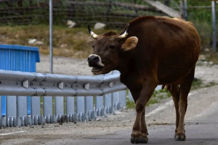 Әйелді мүйізіне іліп лақтырған: Алматы облысының полицейлері сиырды атып тастады