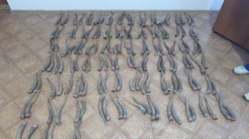 Бір шабадан киік мүйізін алып өтпек болған өзбекстандық ұсталды