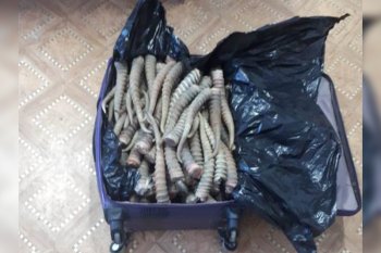 Бір шабадан киік мүйізін алып өтпек болған өзбекстандық ұсталды