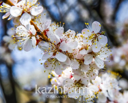 Ауа райы: Алдағы күндері елімізде күн жылынады