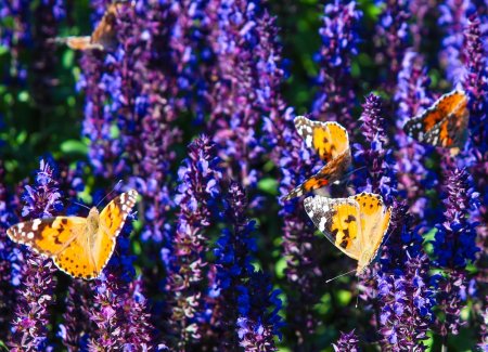 Көбелек неге көбейді?